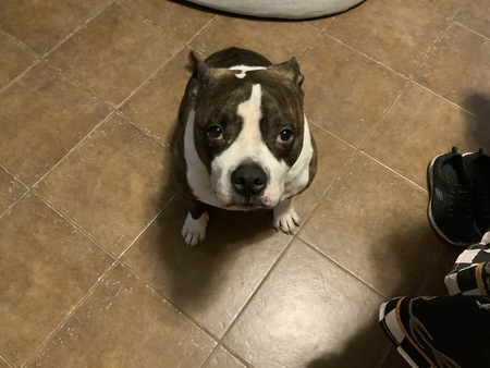 Entry image for Zeke. Clicking this image will show a larger photo