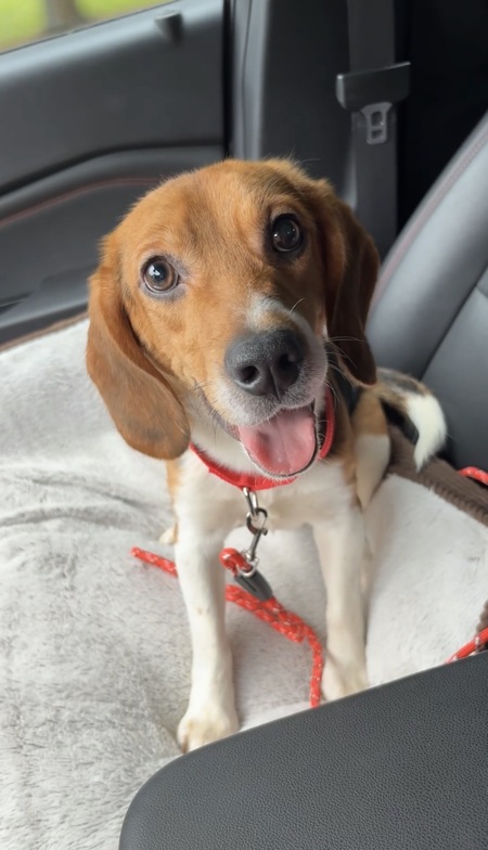 Entry image for Peanut. Clicking this image will show a larger photo