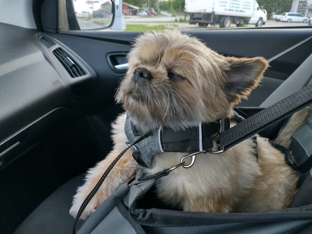 Entry image for Chewie. Clicking this image will show a larger photo