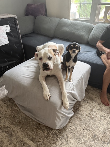 Entry image for Wrigley and Coco. Clicking this image will show a larger photo