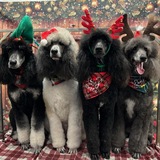 Entry image for Nick Joy Faith Monkey