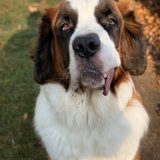 Entry image for Beans