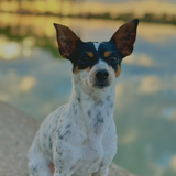 Entry image for Rascal