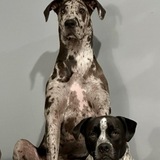 Entry image for Winston and Willow 