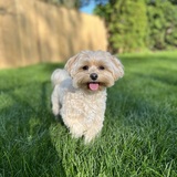 Entry image for Rosie