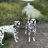 Entry image for George & Darla