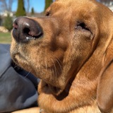 Entry image for Amber 