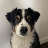 Entry image for Louie