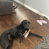 Entry image for Barney