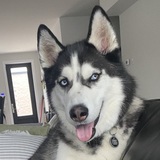 Entry image for Kodiak
