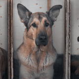 Entry image for Niko, Rit, & Bruno (How much is that doggie in the window?)