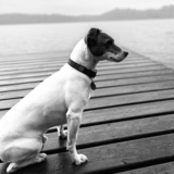 Entry image for Marley