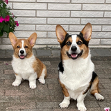 Entry image for Winston and Archie
