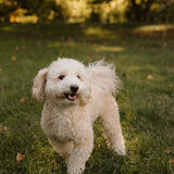 Entry image for Milo