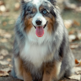 Entry image for Sophie 