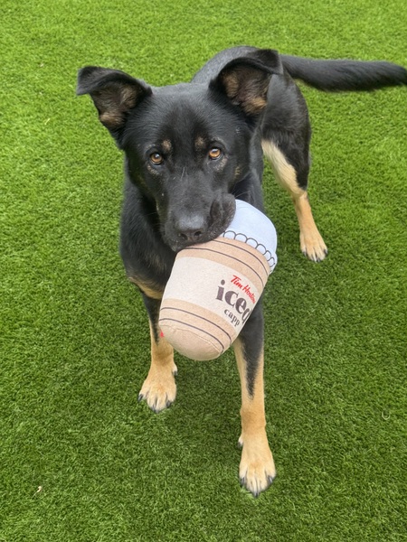 Entry image for Mia. Clicking this image will show a larger photo