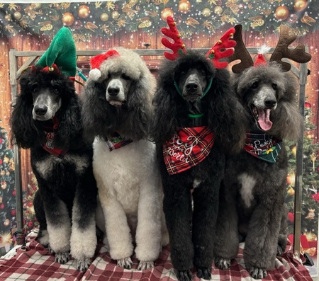 Entry image for Nick Joy Faith Monkey. Clicking this image will show a larger photo