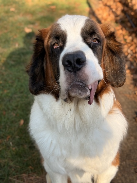 Entry image for Beans. Clicking this image will show a larger photo