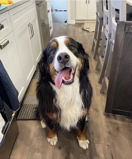 Entry image for Quinn. Clicking this image will show a larger photo