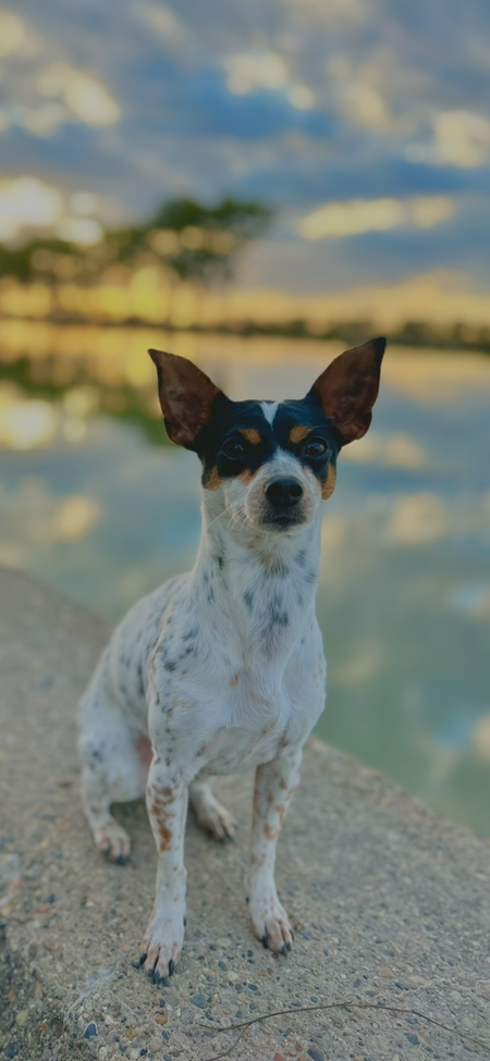 Entry image for Rascal. Clicking this image will show a larger photo