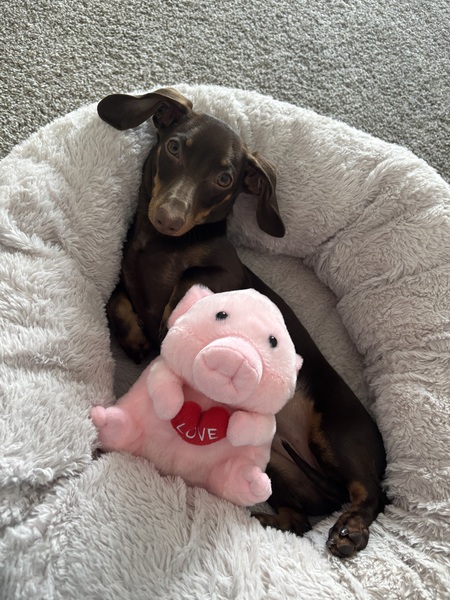 Entry image for Lilah. Clicking this image will show a larger photo