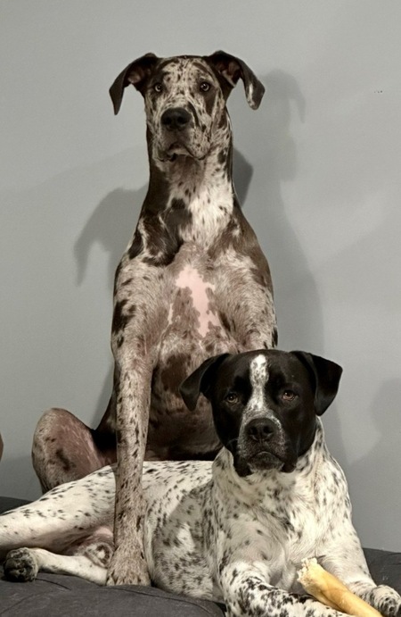 Entry image for Winston and Willow . Clicking this image will show a larger photo
