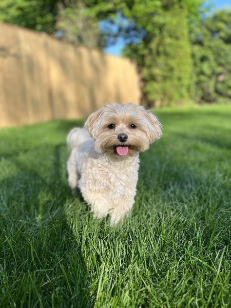 Entry image for Rosie. Clicking this image will show a larger photo