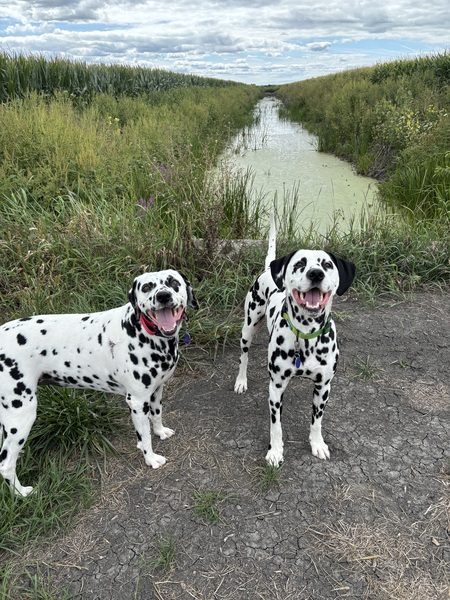 Entry image for George & Darla. Clicking this image will show a larger photo