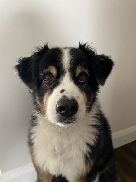 Entry image for Louie. Clicking this image will show a larger photo