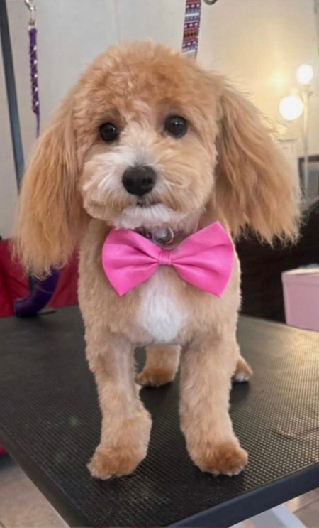 Entry image for Missy. Clicking this image will show a larger photo