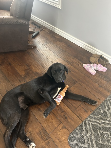 Entry image for Barney. Clicking this image will show a larger photo