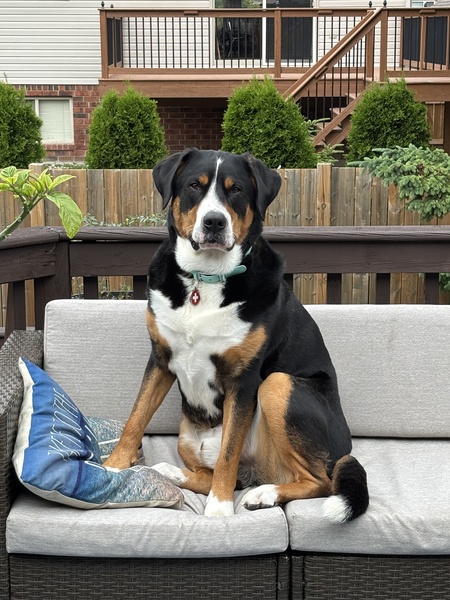 Entry image for Frederick. Clicking this image will show a larger photo
