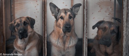 Entry image for Niko, Rit, & Bruno (How much is that doggie in the window?). Clicking this image will show a larger photo
