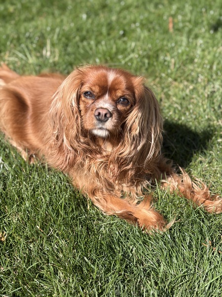 Entry image for Piper. Clicking this image will show a larger photo