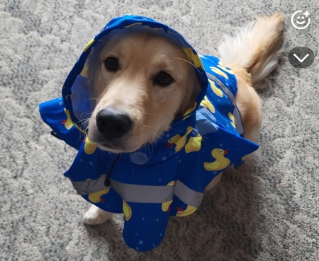 Entry image for Parker. Clicking this image will show a larger photo