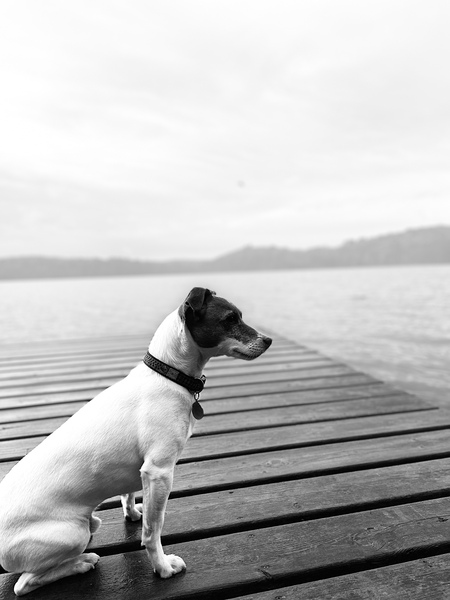Entry image for Marley. Clicking this image will show a larger photo
