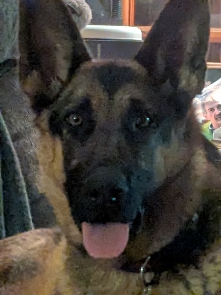 Entry image for Winnie. Clicking this image will show a larger photo