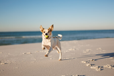 Entry image for Remy. Clicking this image will show a larger photo