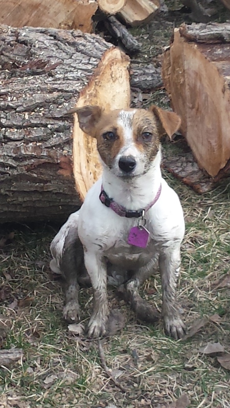 Entry image for Kibble. Clicking this image will show a larger photo