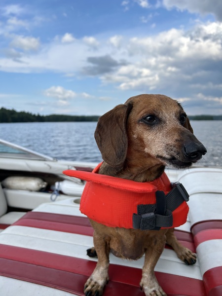 Entry image for Miles. Clicking this image will show a larger photo