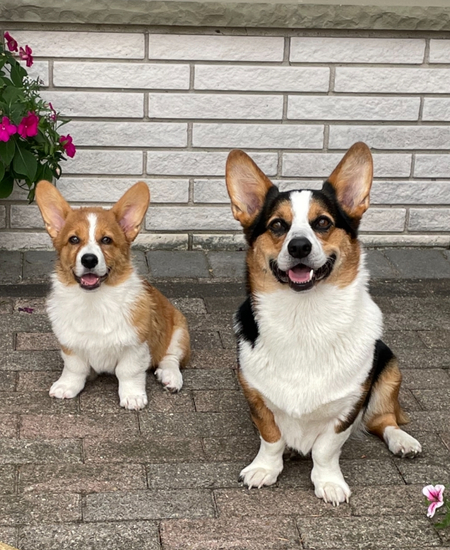 Entry image for Winston and Archie. Clicking this image will show a larger photo
