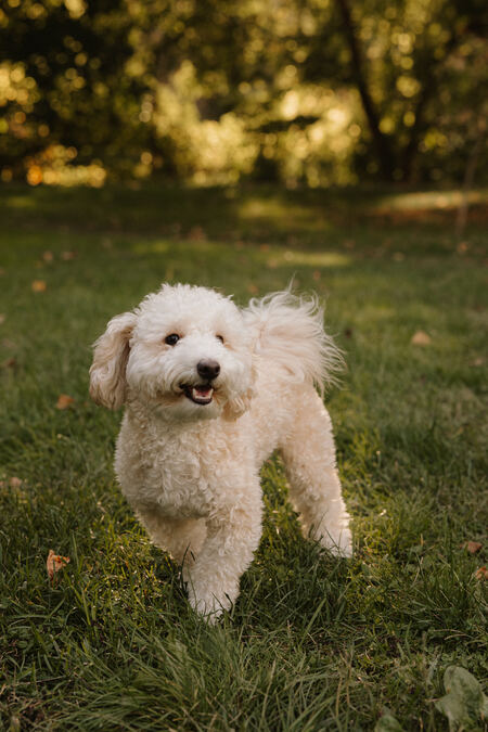 Entry image for Milo. Clicking this image will show a larger photo