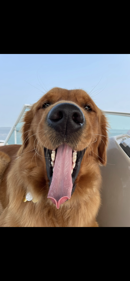 Entry image for Baylee. Clicking this image will show a larger photo