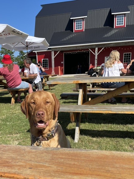 Entry image for Roscoe. Clicking this image will show a larger photo
