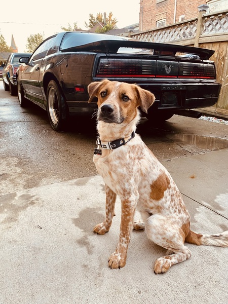 Entry image for Scout . Clicking this image will show a larger photo