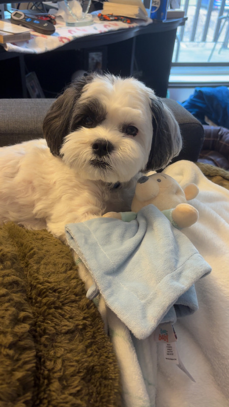 Entry image for Rocky. Clicking this image will show a larger photo