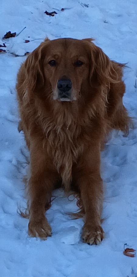 Entry image for Griffin. Clicking this image will show a larger photo