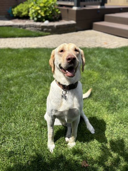 Entry image for Milo. Clicking this image will show a larger photo