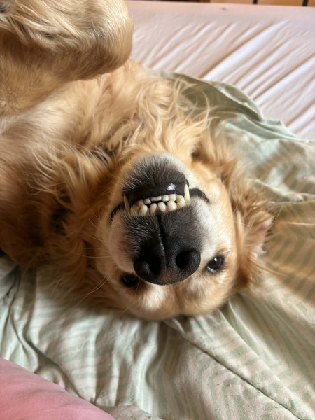 Entry image for Gus . Clicking this image will show a larger photo