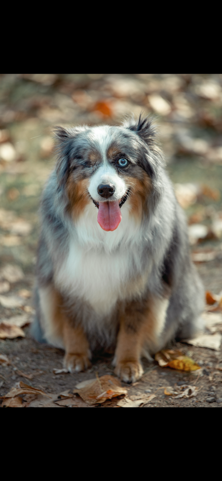 Entry image for Sophie . Clicking this image will show a larger photo